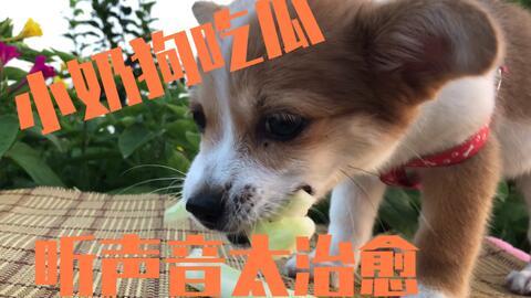 狗狗吃瓜视频大全,萌态百出视频大全