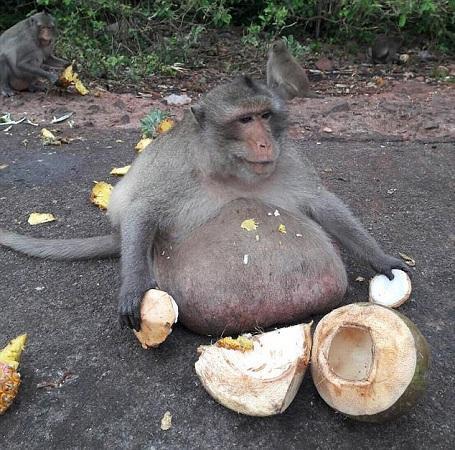 怎么讲好猴子吃瓜,揭秘猴子吃瓜的欢乐瞬间