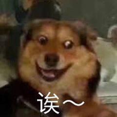 一个狗狗最新爆料图片表情包
