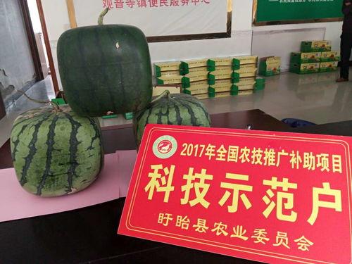 佛哥吃瓜,揭秘娱乐圈那些不为人知的幕后故事